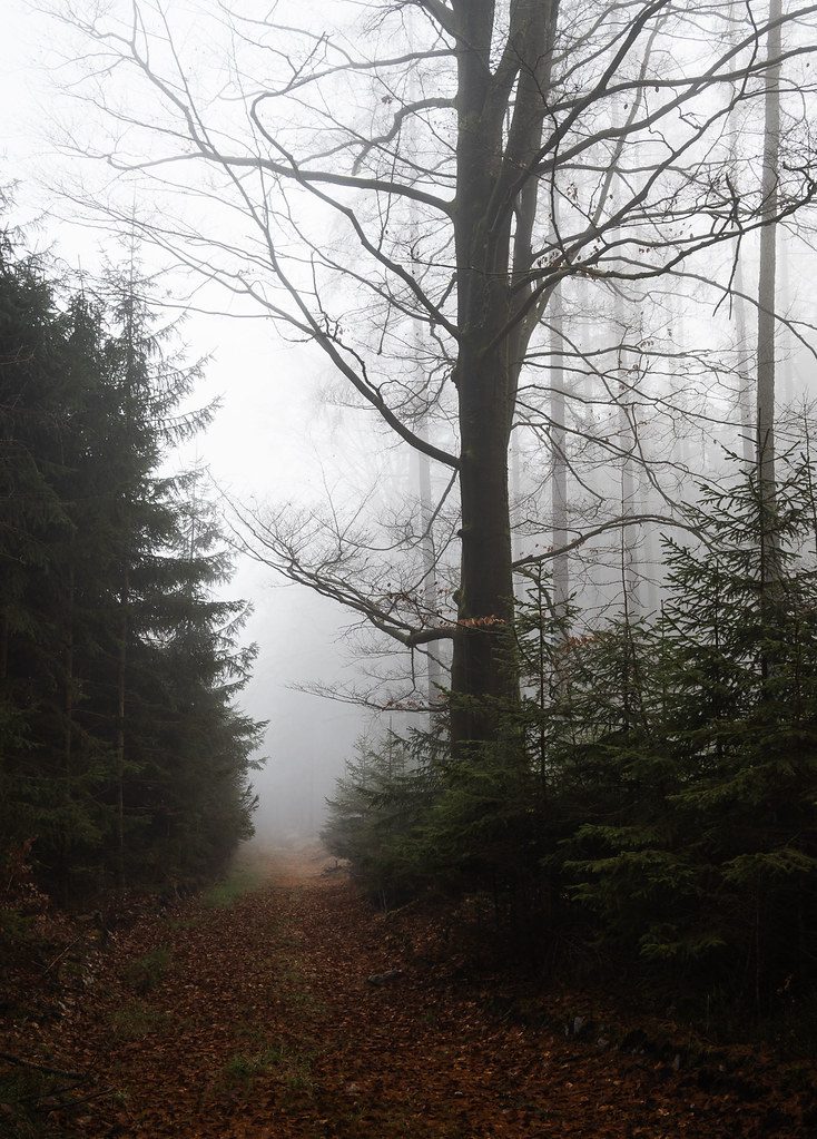 Nebliger Waldweg, passend zur Oberwelt von Earthdawn nach dem Scourge